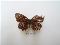 藏品(燦蛺蝶)的圖片